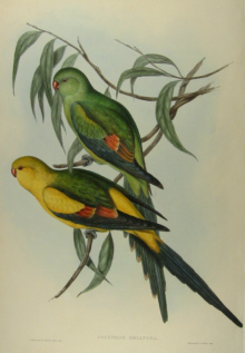 John Gould's Birds of Australia